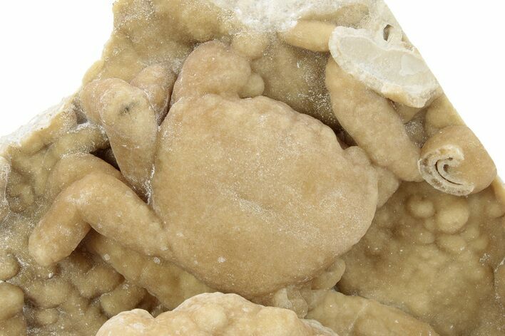 Fossil Crab (Potamon) Preserved in Travertine - Turkey #230632